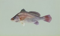 Freshwater Drum