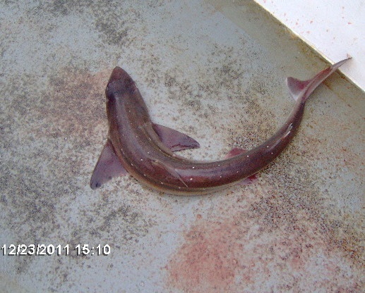 Spiny Dogfish