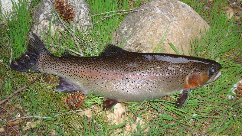 UPPER SAC. 'BOW near Mount Shasta