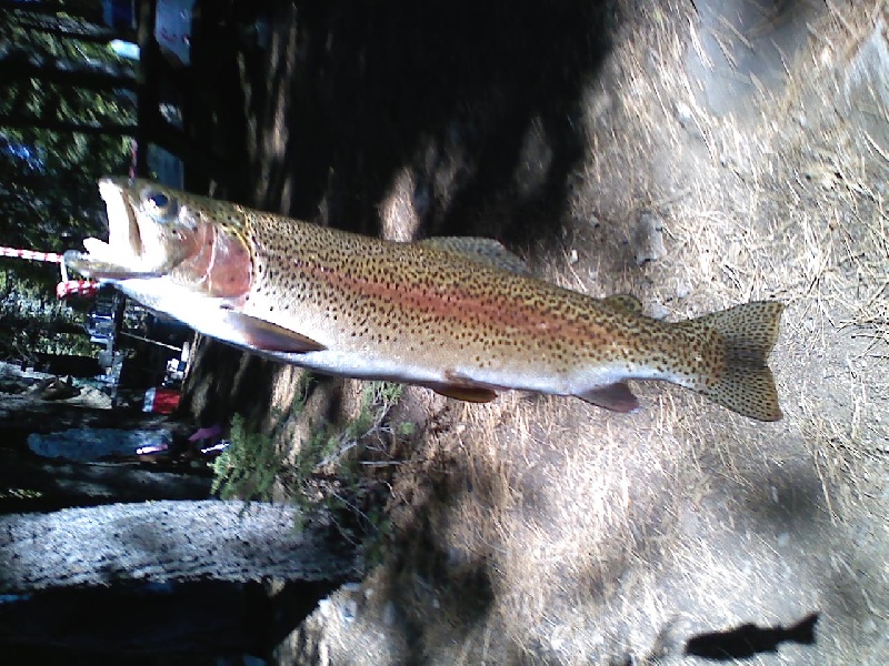 sawmill lake 3 rainbow