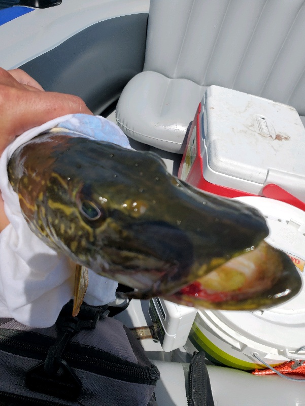 Deerwood Chain Pickerel