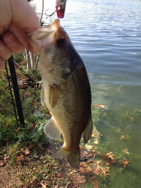 Weequahic Park Lake Largemouth
