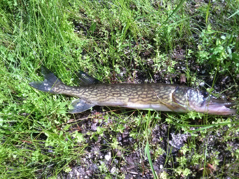 Chain Pickerel